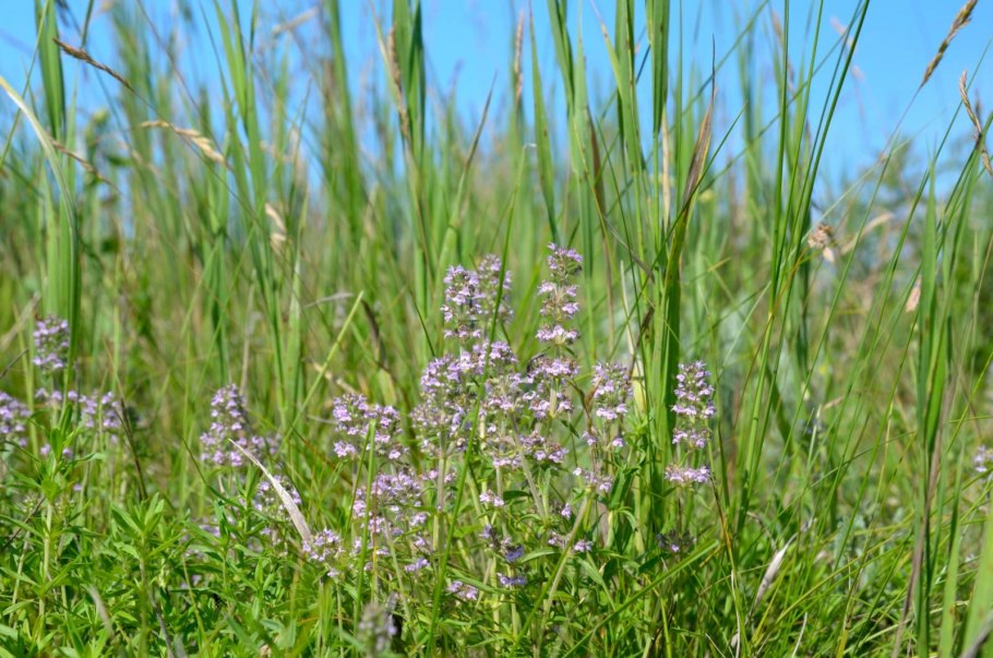 Лечебная трава Стелла