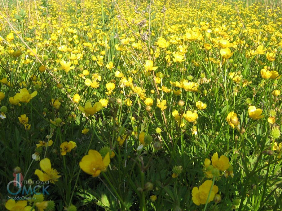 Медуница трава