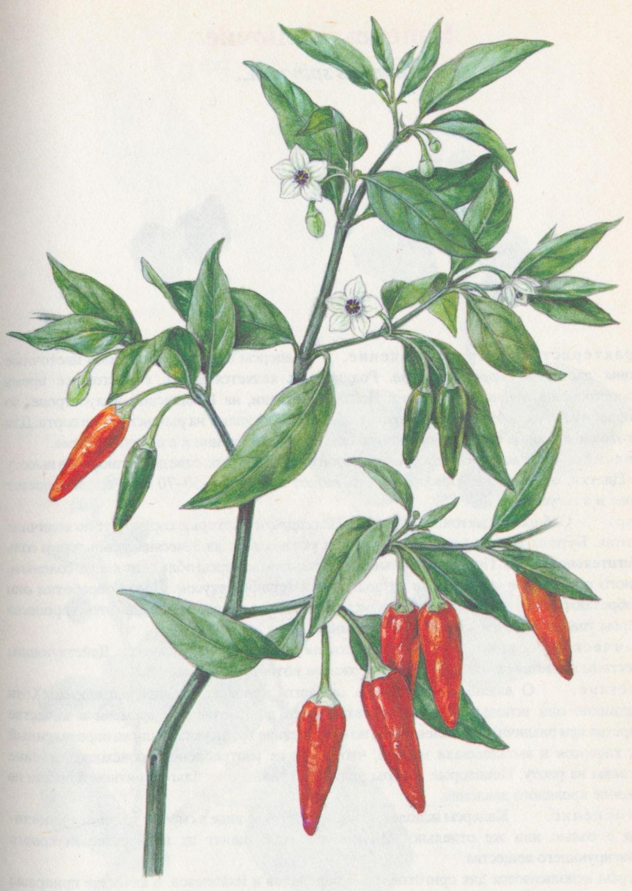 Кайенский перец куст