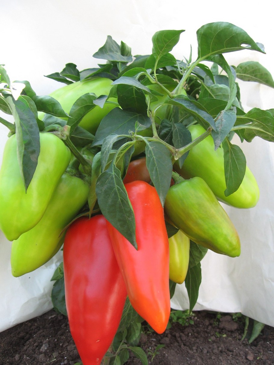 Семена перца Сластена