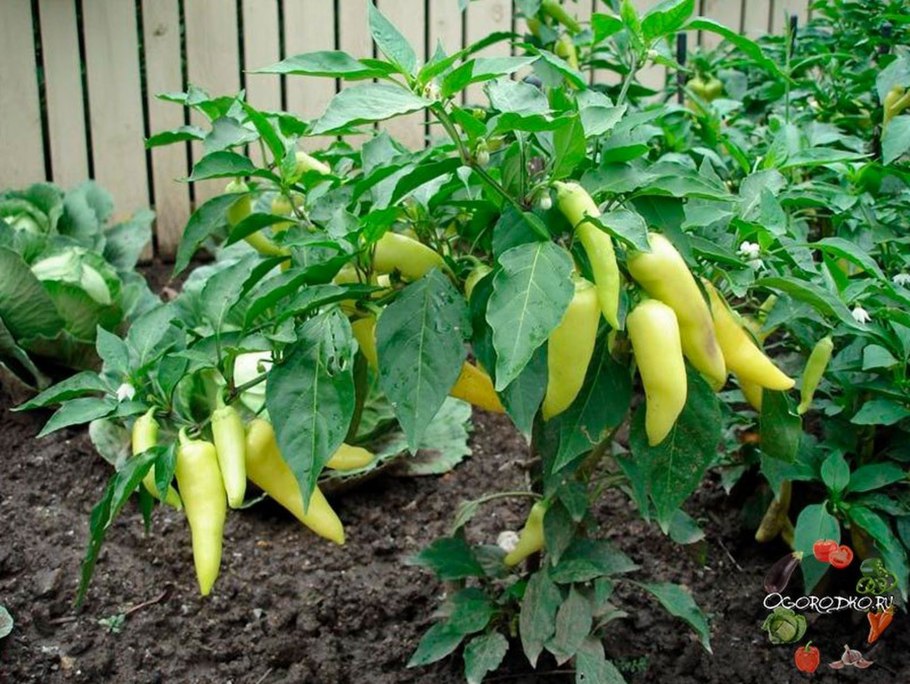 Болгарский перец куст