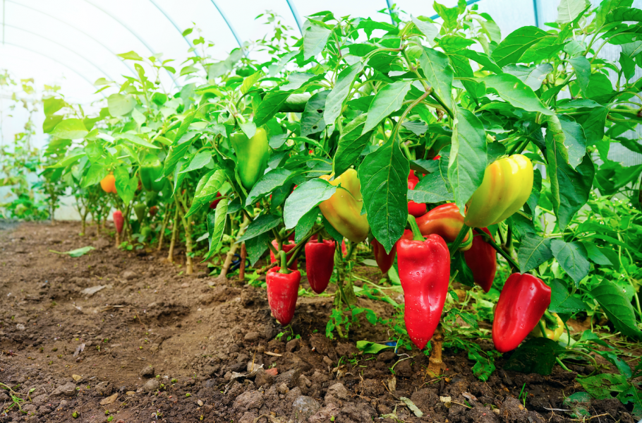 Перец болгарский тепличный