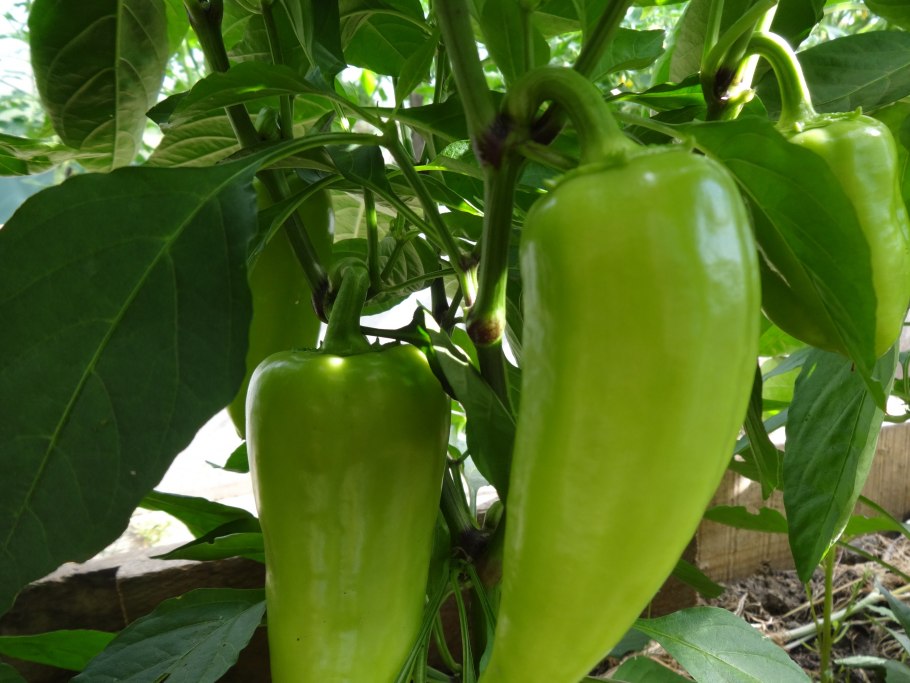 Перец богатырь