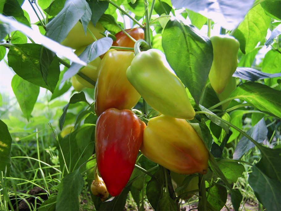 Сорт перца Жемчужина Сибири.