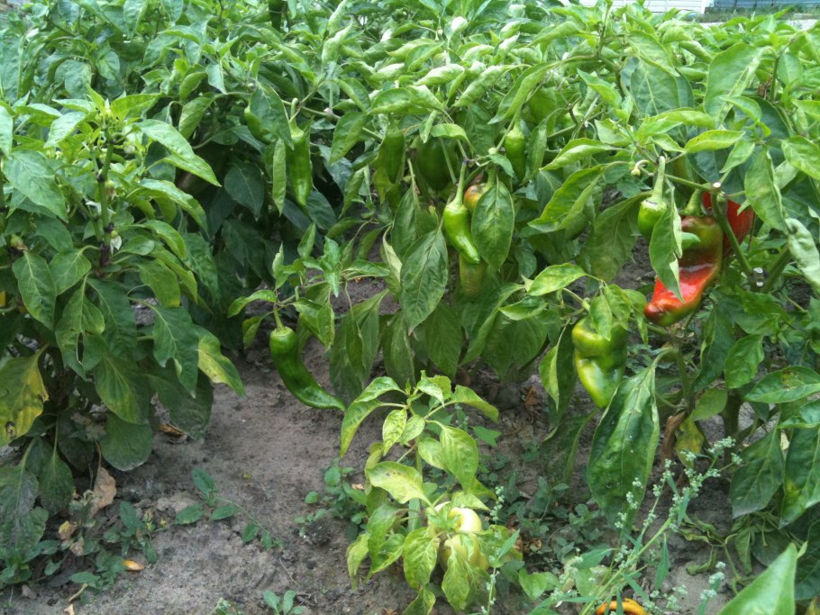 Перец Березка