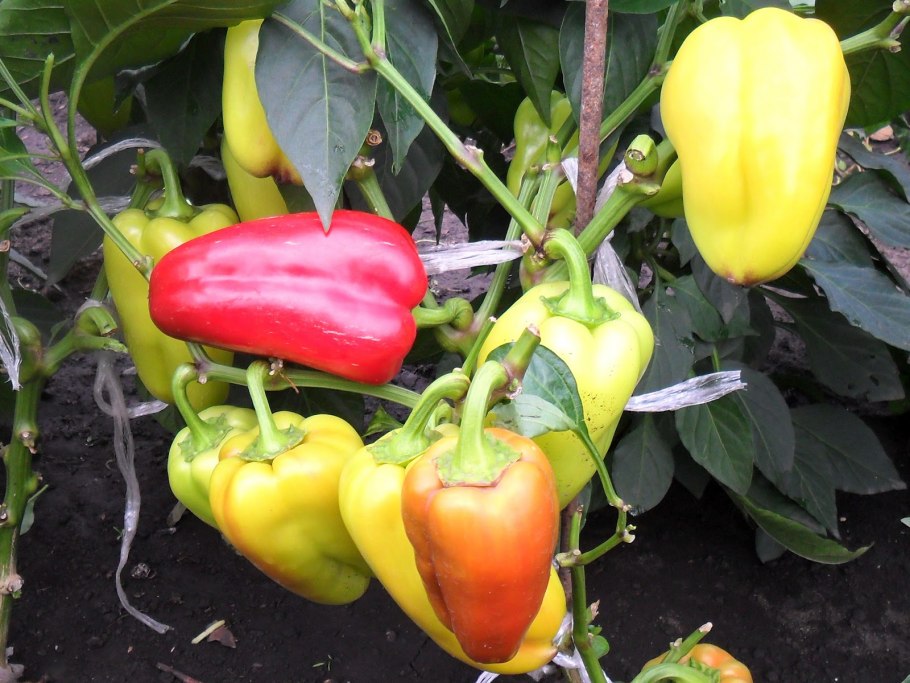 Сорт перца Морозко