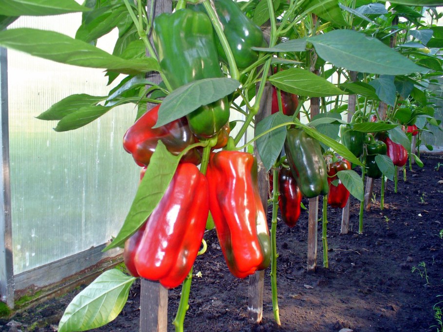 Тепличный перец Горький