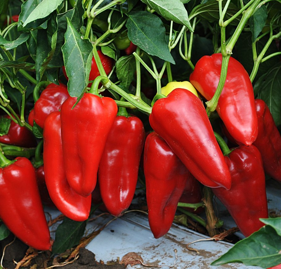 Перец сладкий Грета f1