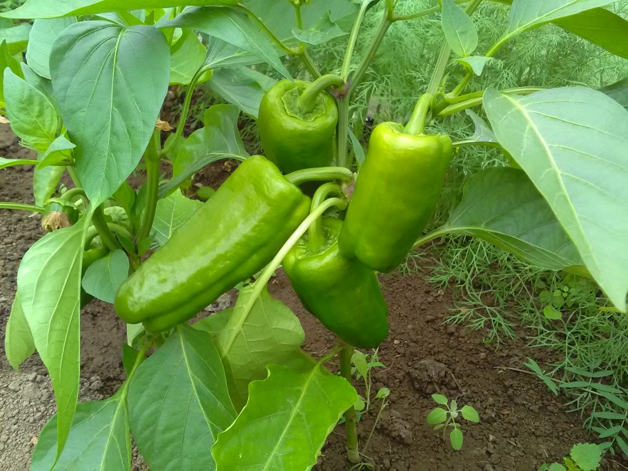 Мозайка на плодах перца