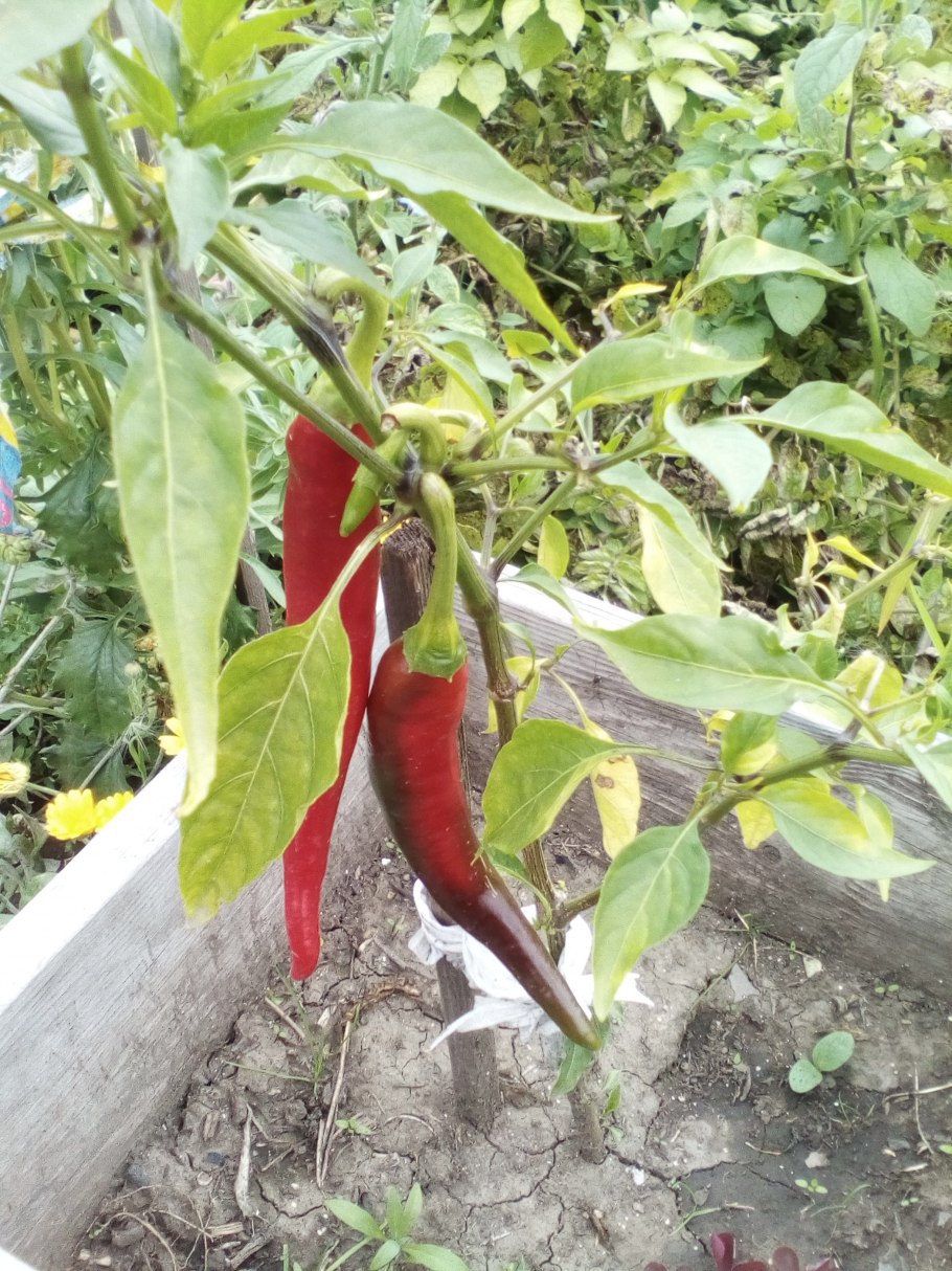 Перец кустовой