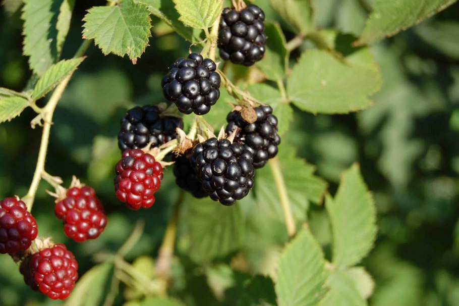 Ежевика несская