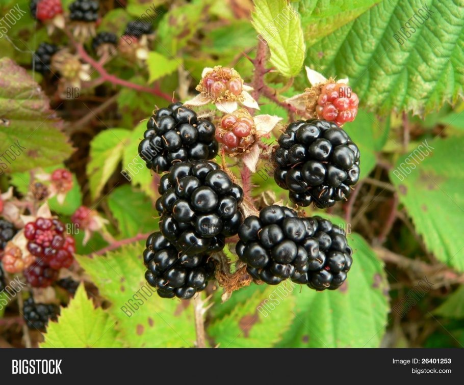 Ежевика Агавам Рубус