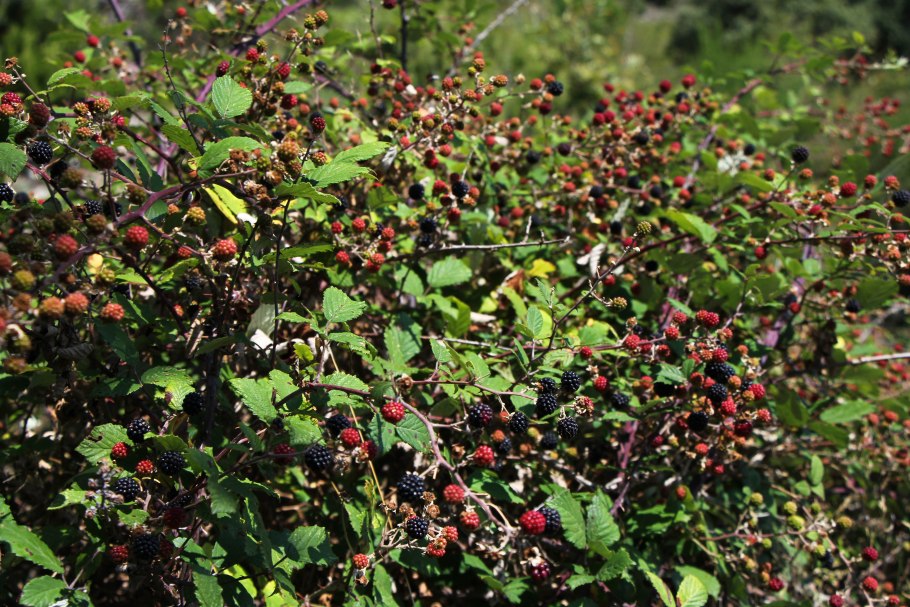 Ежевика Дикая кустарник