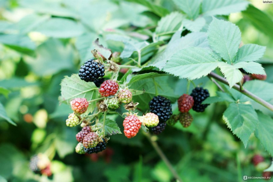 Ежевика Лукреция