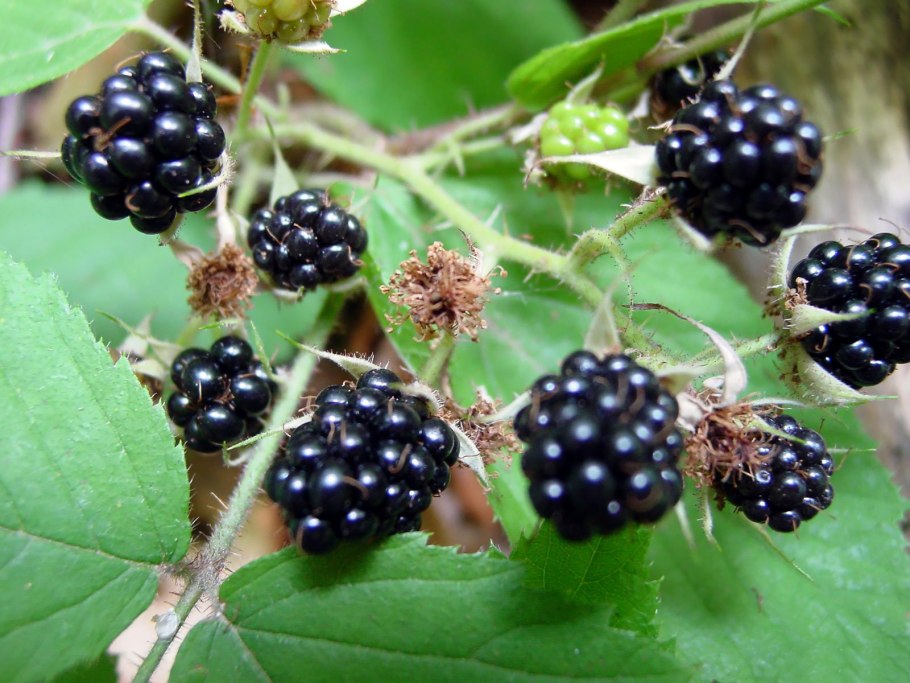 Лесная ягода куманика