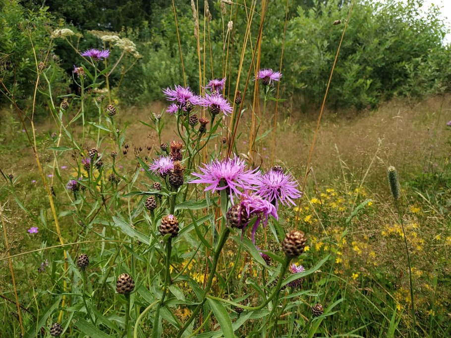 Лечебная трава мар