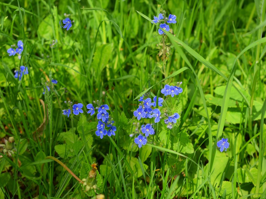 Растение Кольник черный