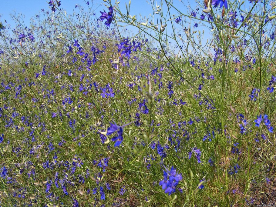 Полевые цветы Воронежской области