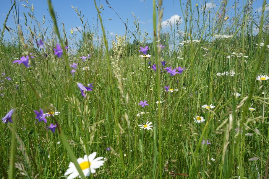 Боголюбский луг растения