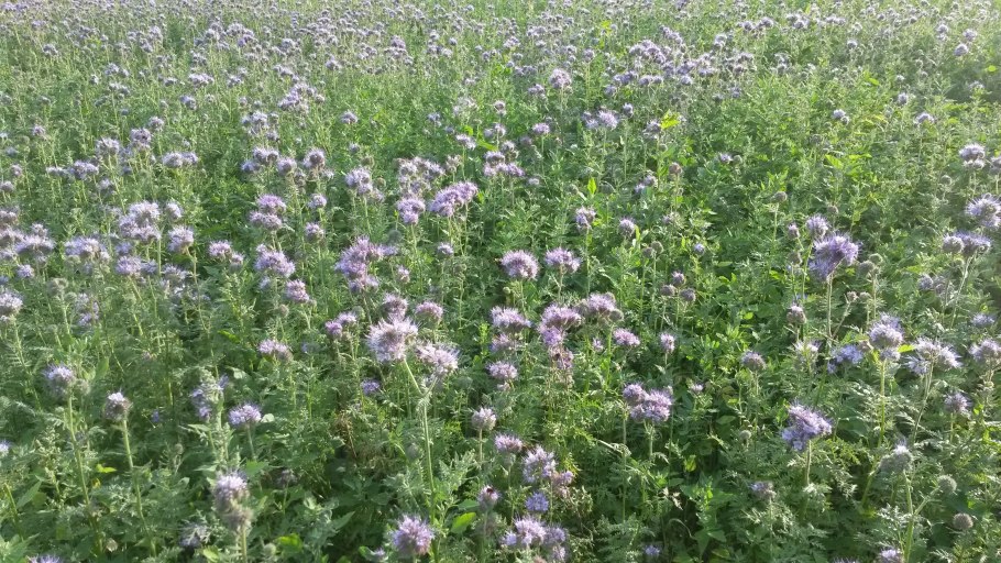 Растительность Ленинградской области