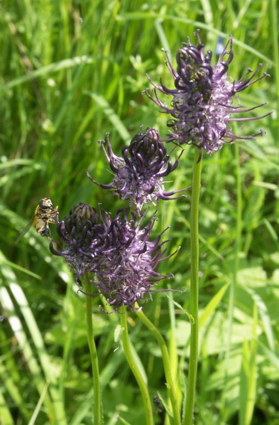 Лекарственные растения и их свойства