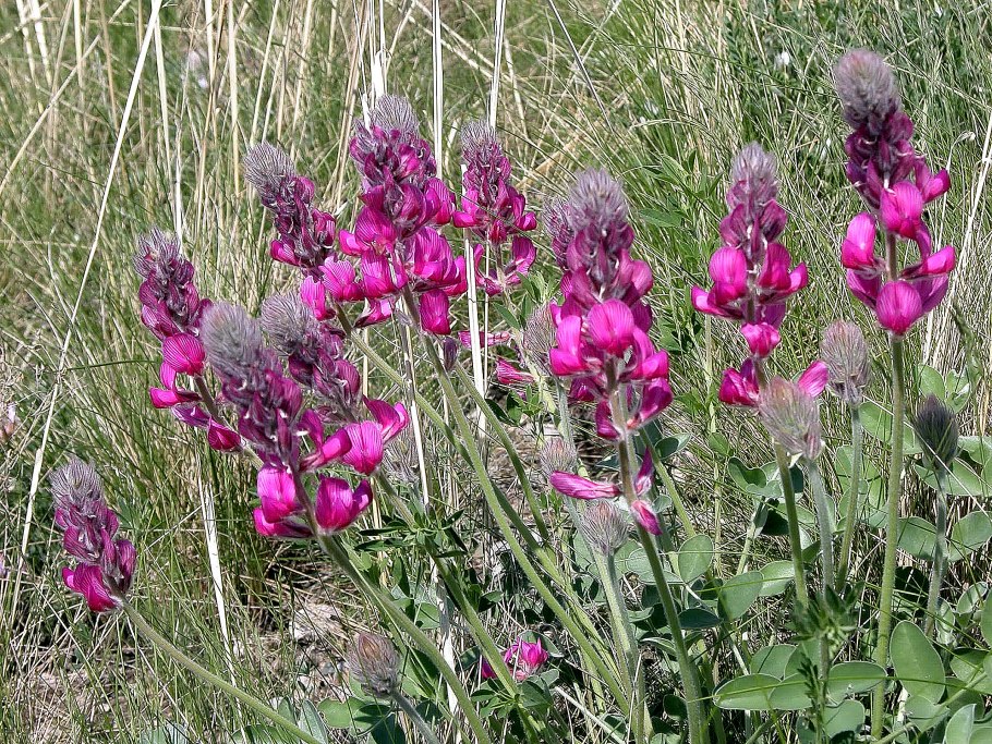 Прегражден зарослями