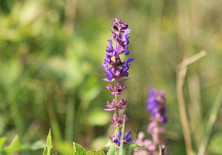 Зверобой пятнистый