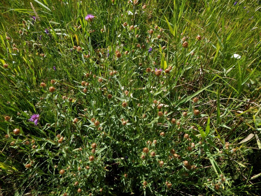 Василёк Луговой