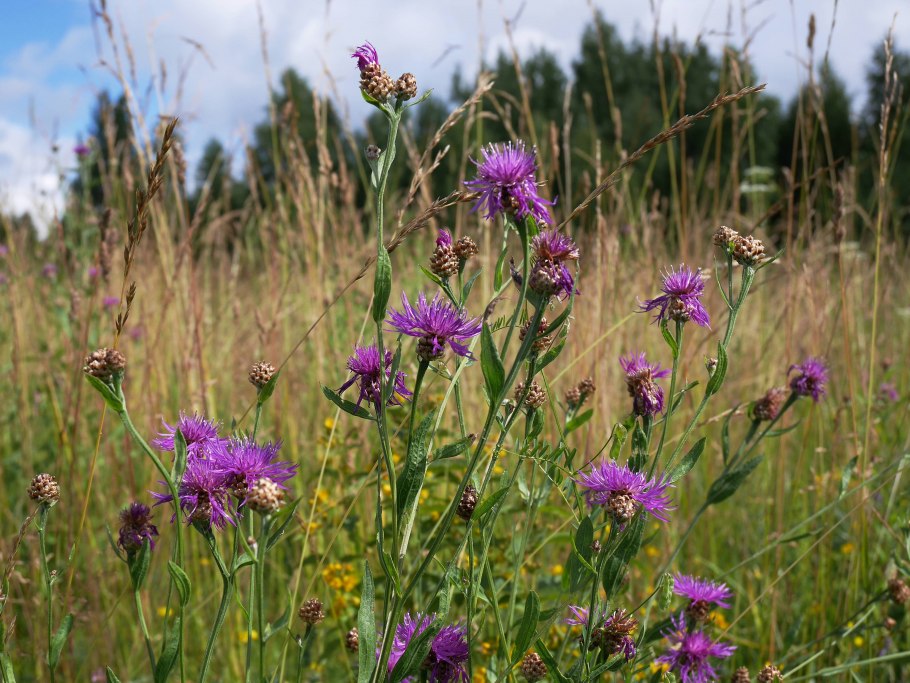 Майская трава