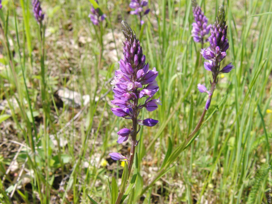 Шалфей Губоцветные