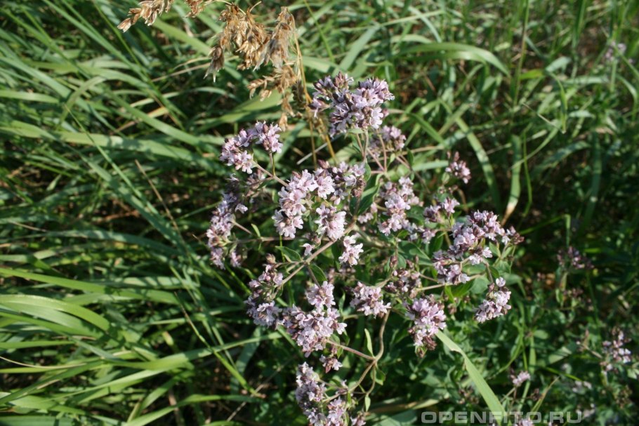 Лекарственные растения названия