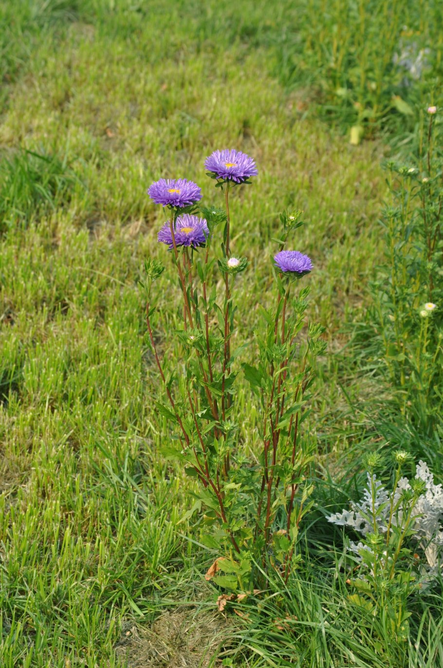 Горицвет кожистый