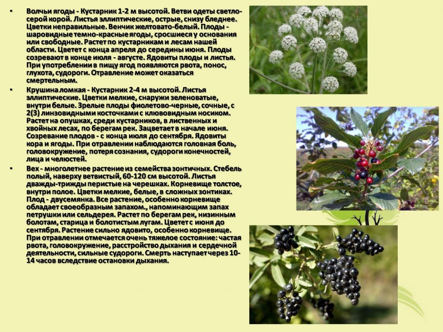 Шалфей Луговой Крым