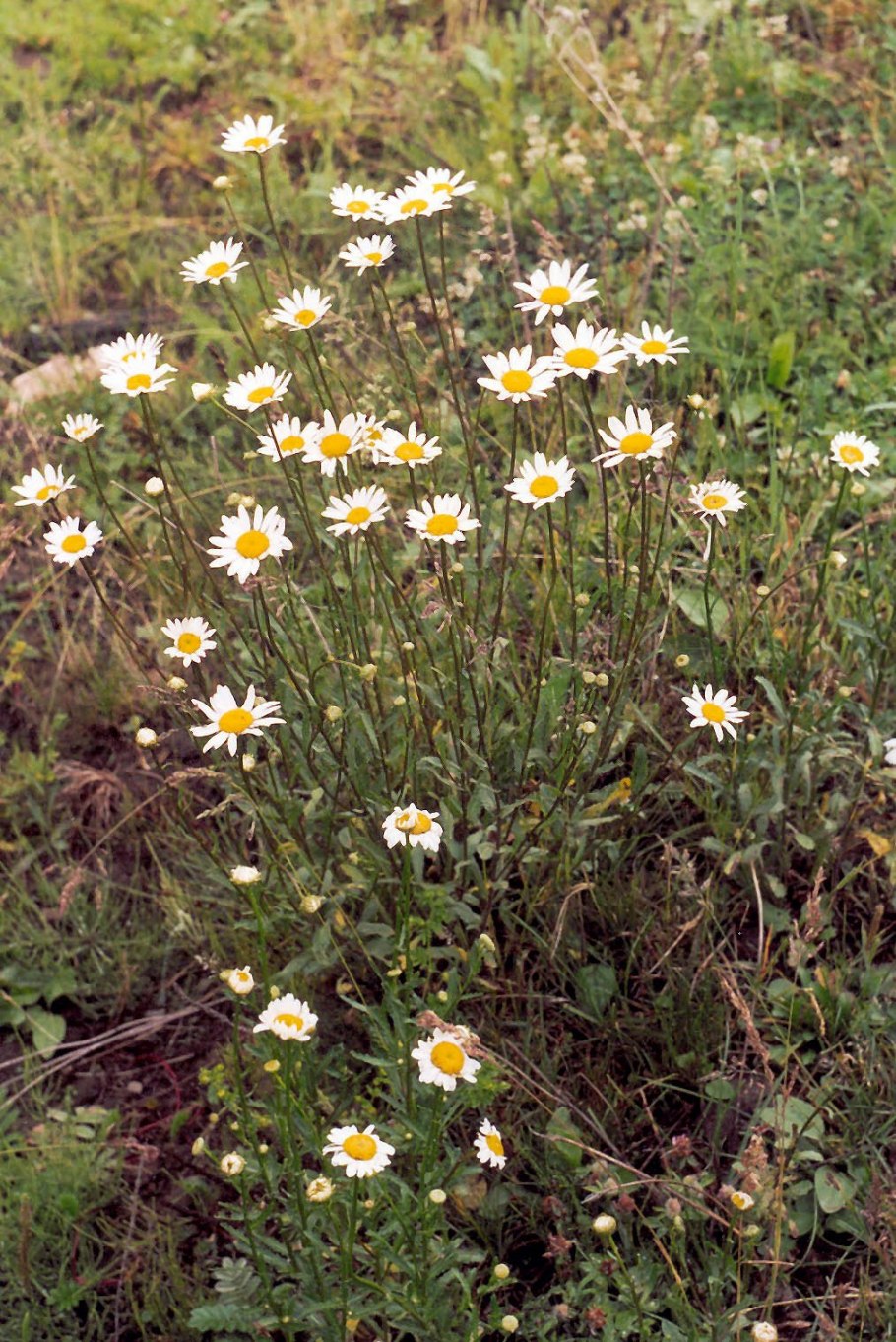 Anthemis arvensis
