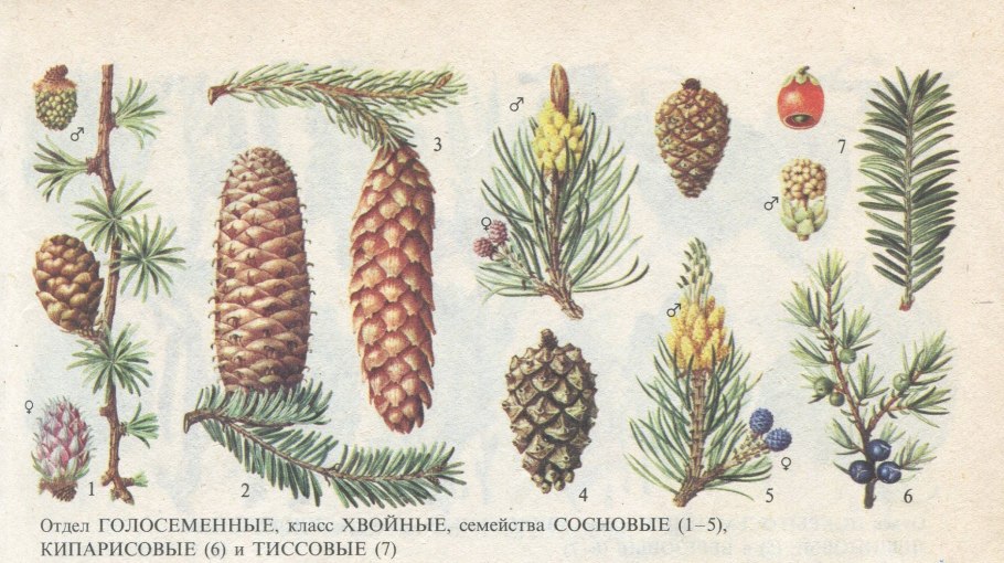 Хвойные деревья Южного Урала