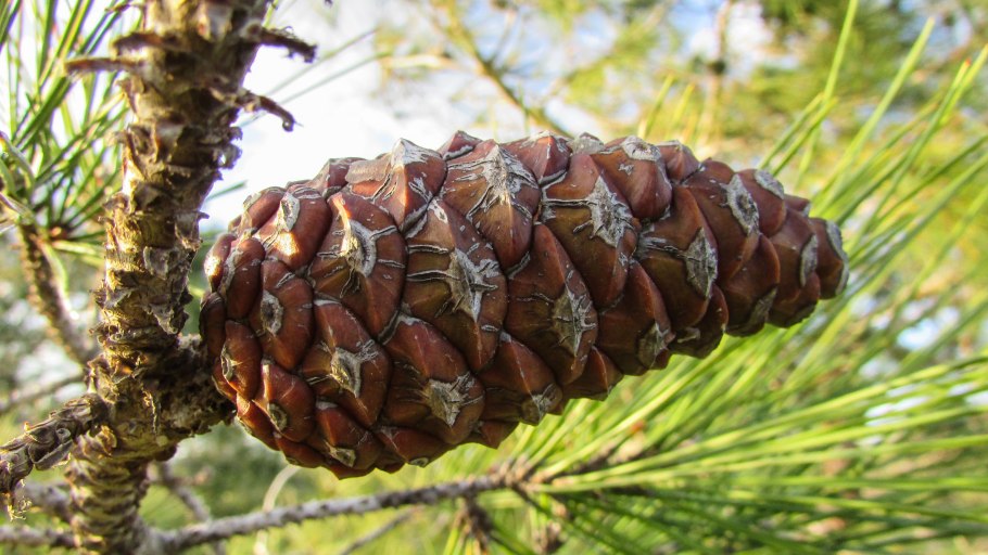 Ель Abies Koreana