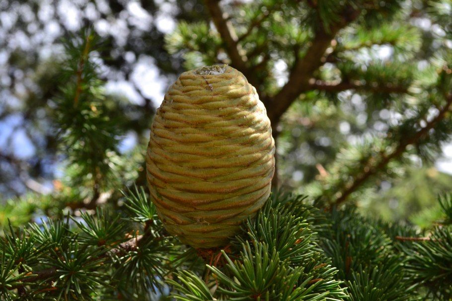 Шишки Picea Abies