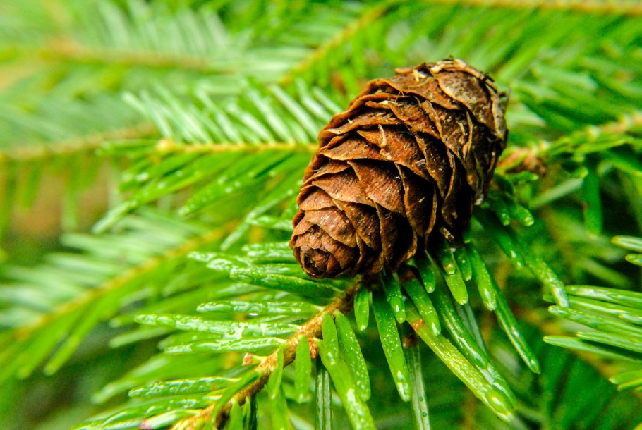Ель сибирская picea obovata