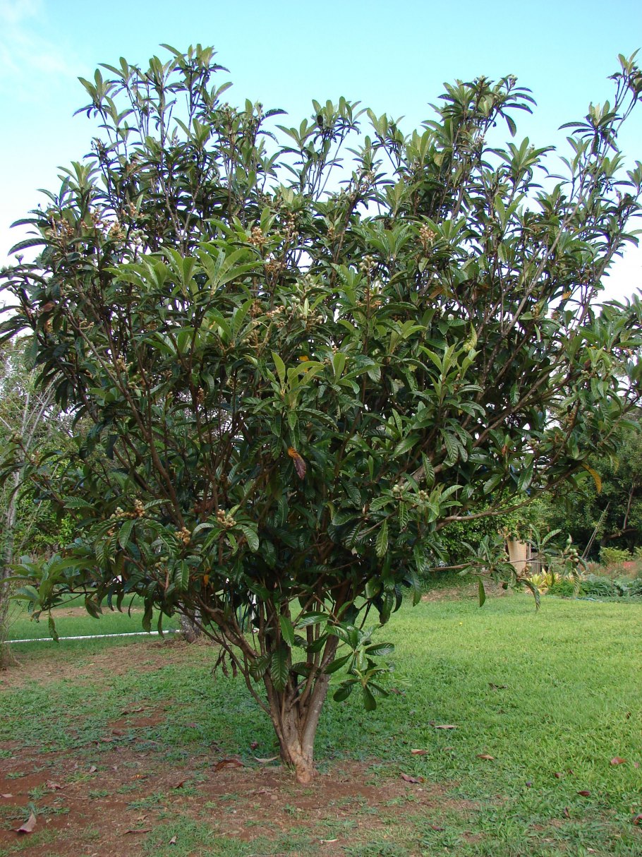 Мушмула японская Eriobotrya japonica