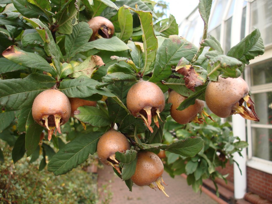 Mespilus Germanica мушмула Германская