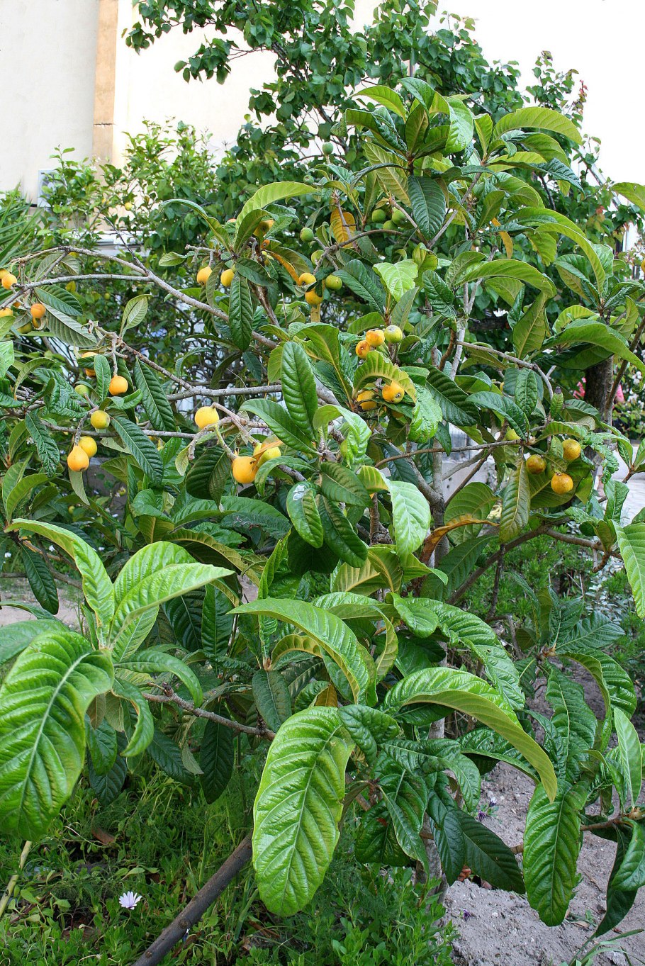 Мушмула японская Eriobotrya japonica