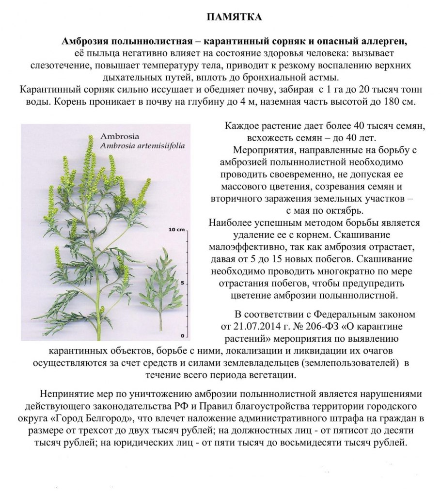Амброзия полыннолистная