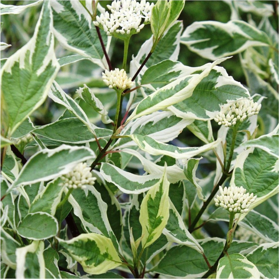 Дерен белый Элегантиссима Cornus Alba elegantissima