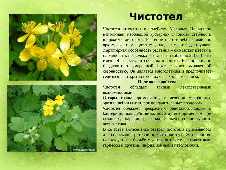 Чистотел относят к семейству бобовые