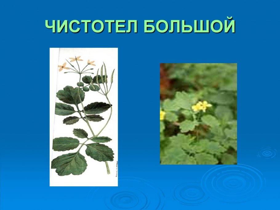Дикорастущие травы Кубани