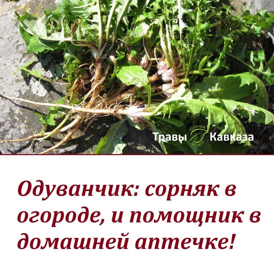 Одуванчик сорняк цитаты