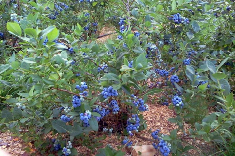 Голубика Пуру