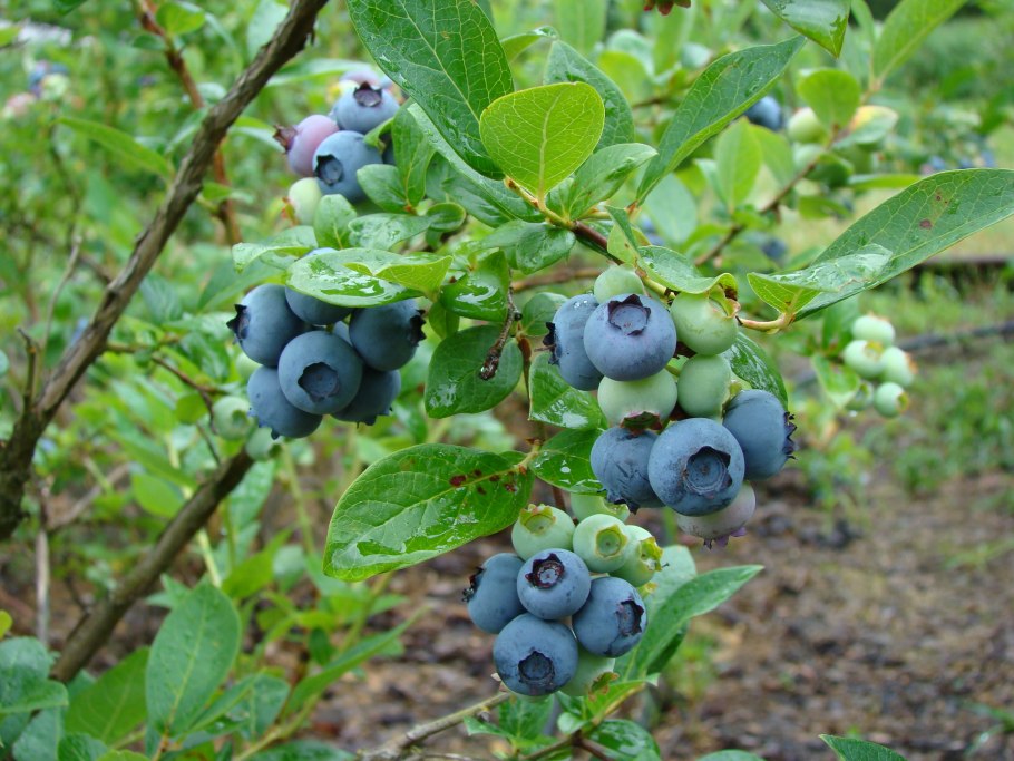 Голубика высокорослая Дюк