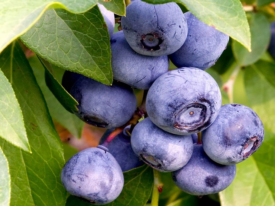 Голубика высокорослая Дюк