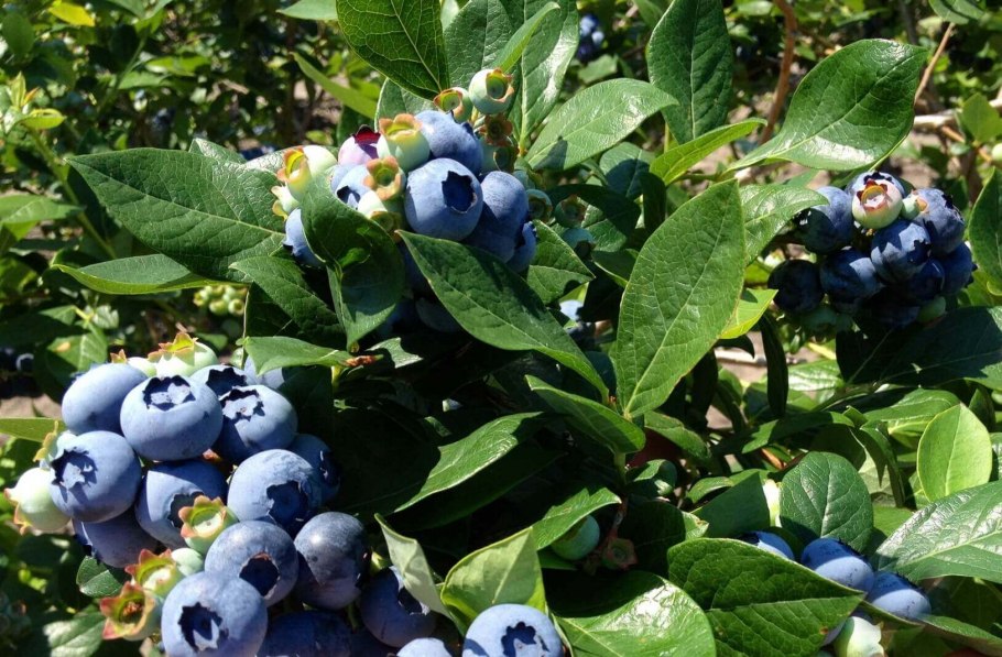 Голубика Садовая (Vaccinium corymbosum &#96;Элизабет&#96;)